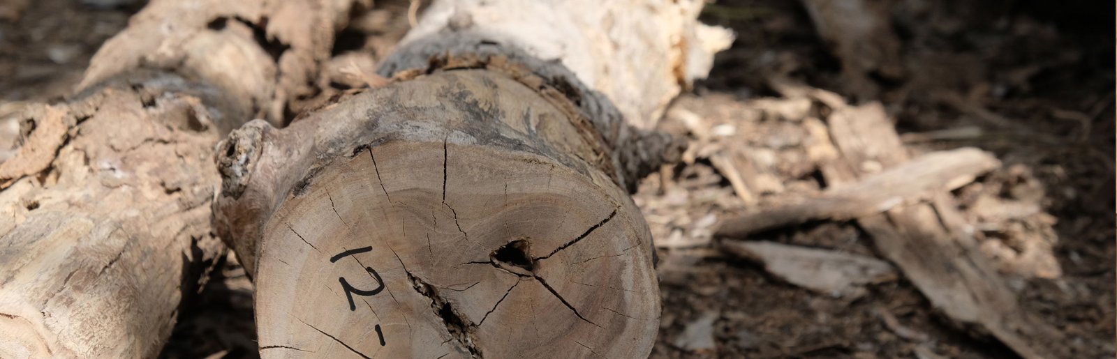 Sustainability Image
