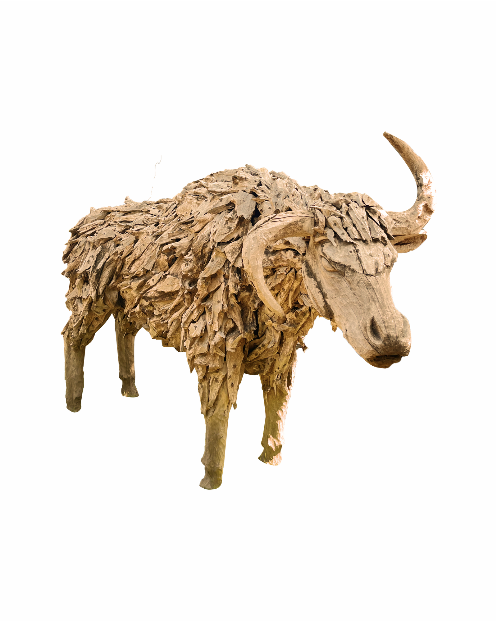 SCOTLANDIA COW